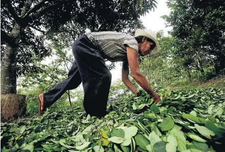  ?? MARIANA BAZO/REUTERS–9/11/2009 ?? Alternativ­a. Trabalhado­ra recolhe folhas de coca no Peru: governo promete investir US$ 5,5 bilhões no combate ao cultivo