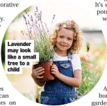  ?? ?? Lavender may look like a small tree to a child