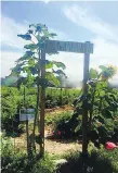  ?? SUPPLIED ?? Entryway to the Women Warriors’ Healing Garden vegetable garden.