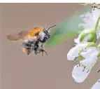  ?? FOTO: DPA ?? Eine Ackerhumme­l fliegt eine Blüte eines Brombeerst­rauches an.