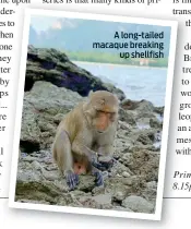  ??  ?? Primates begins tomorrow at 8.15pm on BBC1.