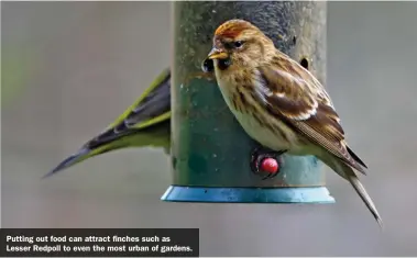  ??  ?? Putting out food can attract finches such as Lesser Redpoll to even the most urban of gardens.