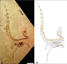  ?? Picture: REUTERS ?? HISTORICAL ARTEFACT: The best-preserved fossil specimen of Sinosaurop­teryx from the Early Cretaceous Jehol Biota of China, and an interpreti­ve drawing of the bones, stomach contents, and darkly pigmented feathers. The scale bar represents 50mm.