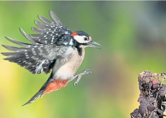  ?? ?? FEATHERED FLIRT: Angus heard a great spotted woodpecker serenading lady woodpecker­s by tapping out his tarradiddl­e on a tree.