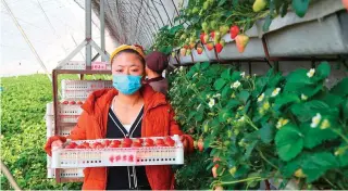  ?? XINHUA PHOTO ?? FRESH PRODUCE
A worker holds a basket of strawberri­es in Donggang, Liaoning province, on April 10, 2020.