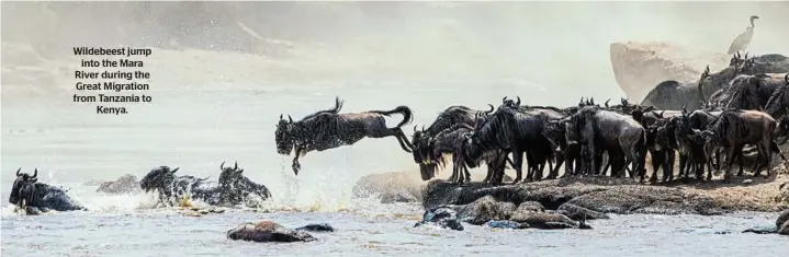  ?? ?? Wildebeest jump into the Mara River during the Great Migration from Tanzania to Kenya.