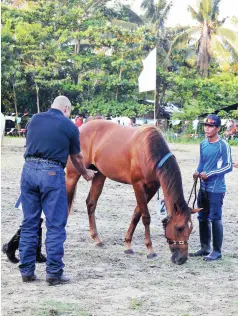  ??  ?? LITTLE Prince of Bislig gets evaluated for the Halter Class (Best Looking Horse) competitio­n