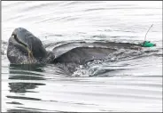  ?? (Courtesy Photo/Kate Cummings) ?? A leatherbac­k turtle swims in the Pacific Ocean near Moss Landing, Calif. All seven distinct population­s of leatherbac­ks in the world are troubled, but a new study shows an 80% population drop in just 30 years for one extraordin­ary sub-group that migrates 7,000 miles across the Pacific Ocean to feed on jellyfish in cold waters off California.