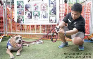  ??  ?? This adoptable Laguna pit bull keeps it cool.