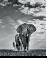  ?? ?? ANIMATED FRAMES (Clockwise from the top) A rhino duo; a white polar bear forms a constellat­ion with water droplets; photograph­er Parag Bhatt; and a matriarch leads the way across a dry lake bed