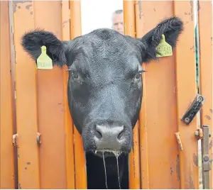  ?? Pictures: Ron Stephen. ?? The first lot through the sale ring.