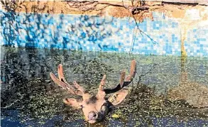  ??  ?? A deer who had fallen into a swimming pool in Hampshire during heatwave