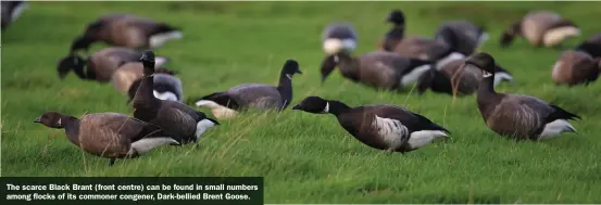  ??  ?? The scarce Black Brant (front centre) can be found in small numbers among flocks of its commoner congener, Dark-bellied Brent Goose.