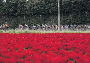  ?? PHOTO: SUPPLIED ?? Nice view . . . A group of riders on the Tour of Southland rides past a field of tulips in the stage from Invercargi­ll to Gore yesterday.