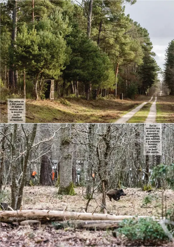  ??  ?? Pas moins de 1200 postes de battue réalisés avec la bruyère locale émaillent ce territoire. Sur ce territoire clos et ouvert en apparence, les sangliers, plus habitués à la présence humaine, savent se jouer des postés.