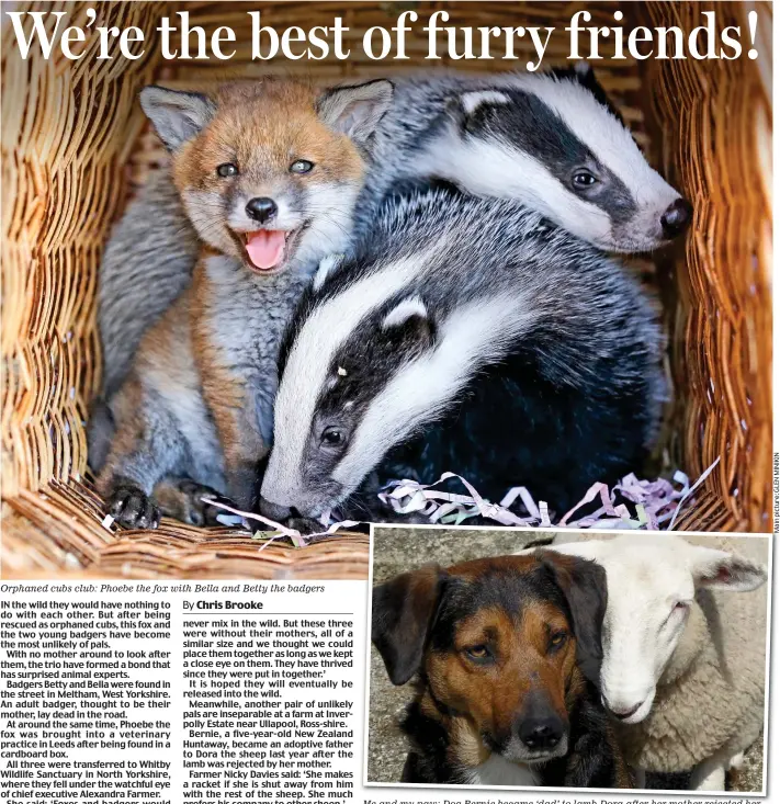  ??  ?? Orphaned cubs club: Phoebe the fox with Bella and Betty the badgers