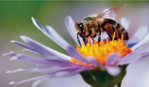  ??  ?? A honey bee extracting nectar from an Aster flower