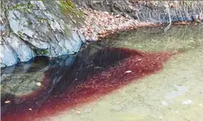  ?? — AFP ?? Crimson tide: a river stained with pigs’ blood in yeoncheon county near the demilitari­zed Zone between North and south Korea.