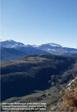  ??  ?? Aleksander Malkhasyan walks down a ledge in Ijevan State Sanctuary, close to where the leopard attacked Gabrielyan the year before