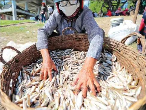  ?? HONG MENEA ?? A woman readies a haul of fish during prahok season at Ponhea Leu district in Kandal province last year.