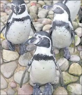  ??  ?? Twycross Zoo. Picture: Lucy Ray.