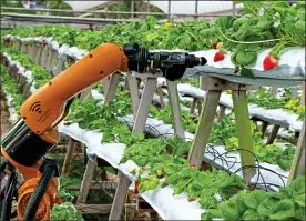  ??  ?? FRUITFUL: One Frontier project was helping to develop a robotic fruit-picker