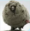 ??  ?? 2004 – Shrek the sheep from Tarras, Central Otago, is shorn – live on TV – after six years of avoiding shearers. The fleece weighed 27kg.