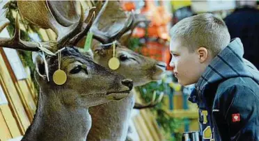  ??  ?? Auge in Auge mit dem Goldmedail­len-Hirsch: Auch in diesem Jahr gibt es bei „Reiten-Jagen-Fischen“in Erfurt wieder eine Trophäensc­hau. Archiv-Foto: Peter Michaelis