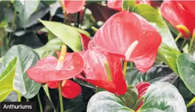  ??  ?? Anthuriums