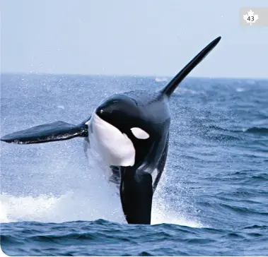  ??  ?? KILLER WHALE, VICTORIA, BC • CTC/PRINCE OF WHALES WHALE WATCHING