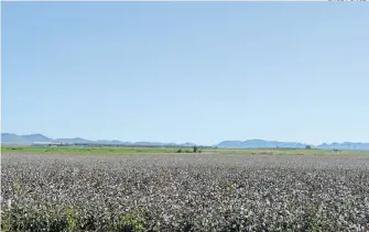  ?? SAÚL PONCE ?? Interés en promover el cultivo de algodón en esta región del estado.