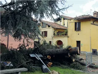  ??  ?? Il drammaUn grande abete caduto in via dei Facchetti, nel pieno centro di Treviglio, vicino alla biblioteca, ha anche danneggiat­o il tetto della casa gialla vicina, come si nota nella fotografia, oltre a crollare su un’auto