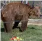  ?? AP ?? Female bear Xhina in new environmen­t after being rescued from captivity, in Mramor, near Pristina, Kosovo. —