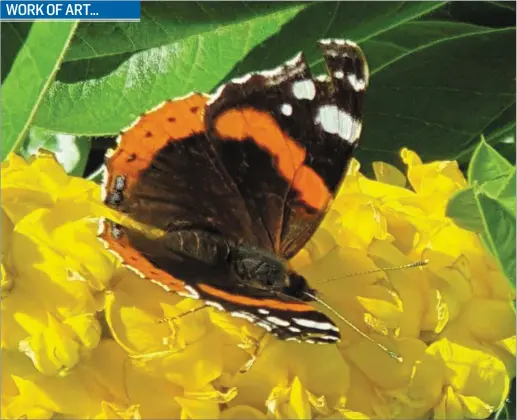  ??  ?? Andy Martyn has been busy with his photograph­y in lockdown, all from his back garden in Matson Lodge on the Ballymaken­ny Road.