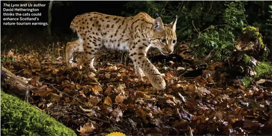  ??  ?? The Lynx and Us author David Hetheringt­on thinks the cats could enhance Scotland’s nature-tourism earnings.