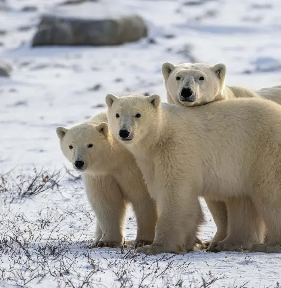  ??  ?? The camera attracts the gaze of a mother and cubs. Adult female polar bears commonly give birth to twins. They nurse for as long as two and a half years—at which point, either the mother herself or an adult male chases her offspring away.
A healthy female delivers about five litters in her lifetime.
FAMILY MATTERS