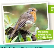  ??  ?? Moulting robins have a fluffy look