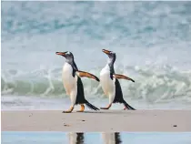  ??  ?? At least the gentoo penguins in the Falkland Islands were marching in unison