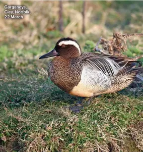  ?? ?? Garganeys, Cley, Norfolk, 22 March