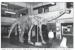  ?? PHOTO COURTESY: DINOSAURS OF INDIA BY ASHOK SAHNI ?? A file photo of the skeleton of the herbivorou­s dinosaur Barapasaur­us tagorei at the Indian Statistica­l Institute, Kolkata.