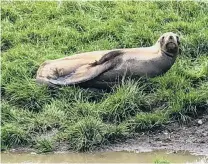  ?? PHOTO: MELANIE RUXTON ?? A young male New Zealand sea lion looks a little out of place in an Outram farmer’s field, but the Department of Conservati­on says the animal is expected to find its way back to sea.