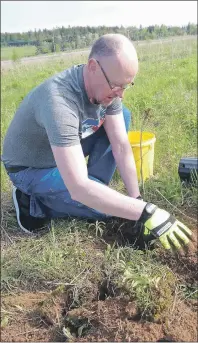  ?? SUBMITTED PHOTO ?? Lyle Badger of McInnes Cooper participat­es in the Business Tree Planting Challenge.