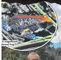  ?? ?? A magnificen­t brood frog