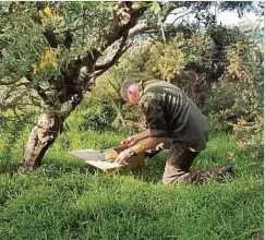  ?? Foto: dpa ?? Dan Henry von der Schädlings­bekämpfung­sgruppe „Predator Free Miramar“bei der Arbeit: Er stellt eine Falle auf.