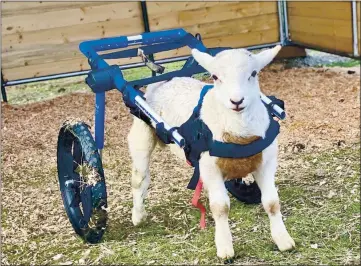  ?? FUNKY CHICKEN — COURTESY ?? When Scooter McScooters­on was two weeks old, he lost the use of his hind legs. Following surgery at the University of California, Davis Veterinary Hospital, he is regaining use of those limbs. Meanwhile, he uses his Walkin’ Wheels wheelchair to help him navigate around his home.