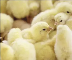  ??  ?? Shortage of day-old chicks has seen a rise in the prices of broilers
