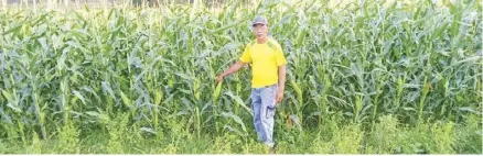  ?? ?? Johann Roquero of Valderrama, Antique says training provided by the Department of Agricultur­e make him better understand proper corn cultivatio­n, food processing and food handling.