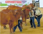  ??  ?? El mejor ganado de la raza Brahman y otras, desfilará en la pista de la Feria Ganadera de Sabanalarg­a.