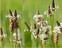  ??  ?? Der Spitzweger­ich überlässt die Bestäubung dem Wind