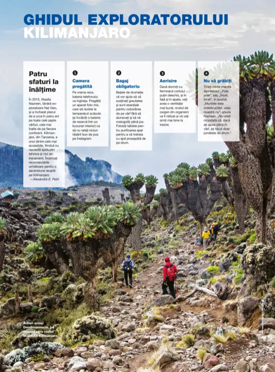  ??  ?? Arbori uriaşi Dendrosene­cio, pe drumul spre vârful Muntelui Kilimanjar­o.